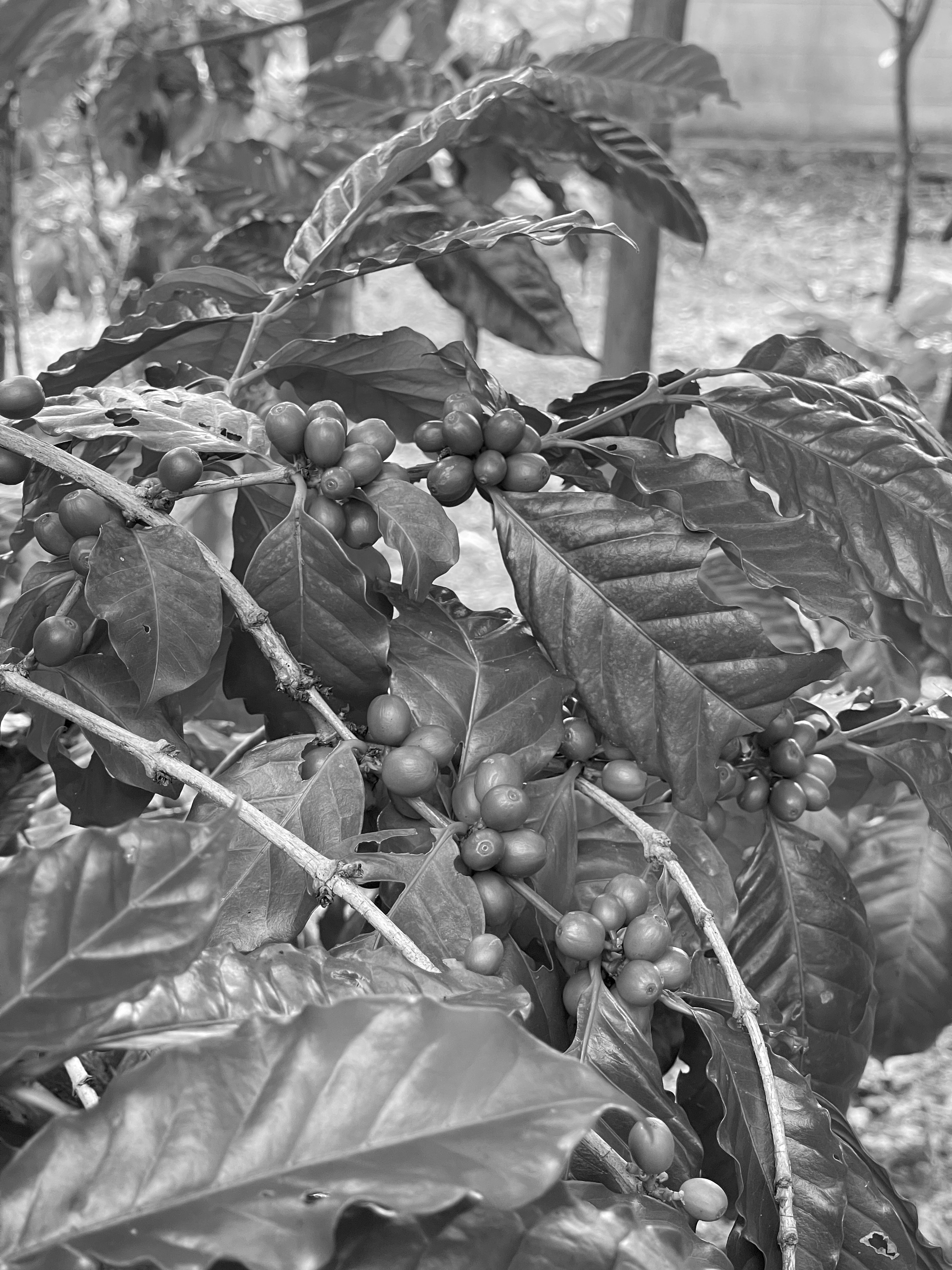Thai coffee farm